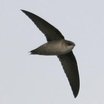 Vaux's Swift
